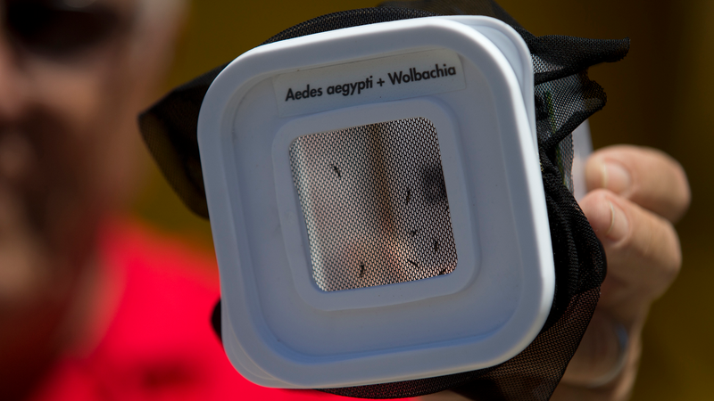 Illustration for article titled The Many Ways We're Using Mutant Mosquitos to Eradicate Disease